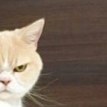 猫狂 さんのプロフィール写真