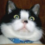 ハッチ さんのプロフィール写真