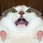 馬刺し さんのプロフィール写真