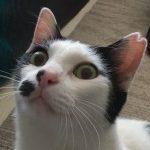 まにゅ さんのプロフィール写真