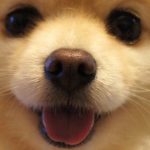 おもち３ さんのプロフィール写真