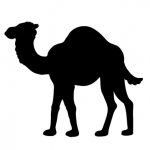 Camel おさ さんのプロフィール写真