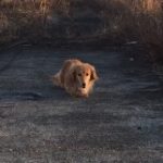 アイス さんのプロフィール写真