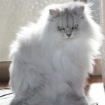 デコ さんのプロフィール写真