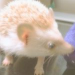 @gde_mst さんのプロフィール写真