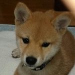 柴ぎん さんのプロフィール写真