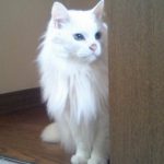 ござ名人 さんのプロフィール写真