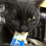 黒猫ピコちゃん さんのプロフィール写真