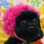 しーくん さんのプロフィール写真