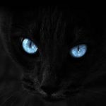 黒猫 さんのプロフィール写真