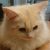 猫飯 さんのプロフィール写真