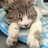 猫とおやじ さんのプロフィール写真
