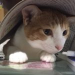 なおにゃ さんのプロフィール写真