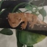 @1000YenNMI さんのプロフィール写真