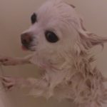 dodge_wife さんのプロフィール写真