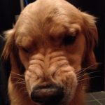 SHU-1 さんのプロフィール写真